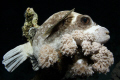  Masked pufferfish  
